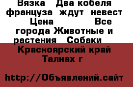  Вязка ! Два кобеля француза ,ждут  невест.. › Цена ­ 11 000 - Все города Животные и растения » Собаки   . Красноярский край,Талнах г.